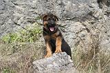 BERGER ALLEMAND 125